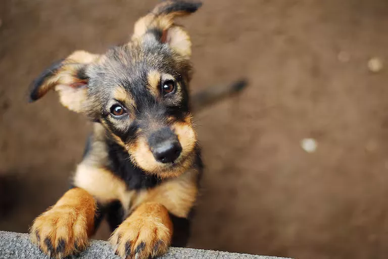 4 razones para adoptar un perro