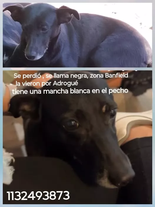 Negra